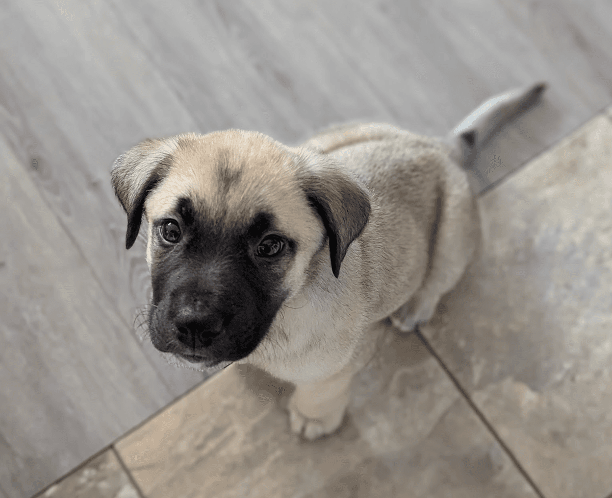 Cody the dog